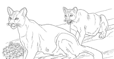 coloring pages  mountain lions
