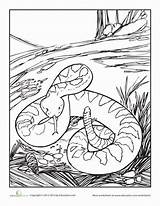 Coloring Rattlesnake Diamondback Snake Pages Eastern Animals Western Colouring Drawing Desert Education Texas Rattle Getdrawings Worksheets Choose Board Wild Drawings sketch template