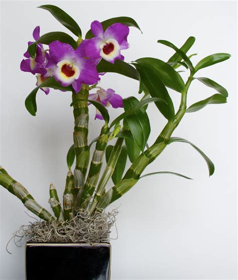 select  good orchid  chicago botanic garden