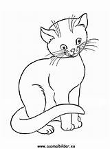 Katze Ausmalbilder Katzen Ausdrucken Ausmalen Ausmalbild Malvorlagen Haustiere Hunde Besuchen Dackel sketch template