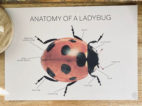 anatomy   ladybug poster ladybug anatomy anatomy poster etsy uk