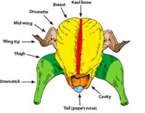 details   turkey anatomy plastinate sciency stuff pinterest  birds  ojays