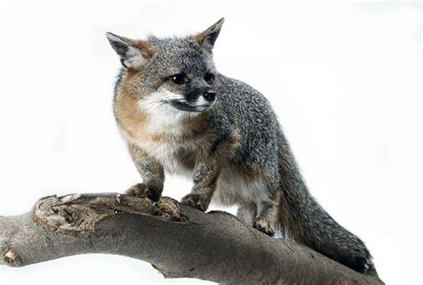 canadian endangered species list grey fox endangered species