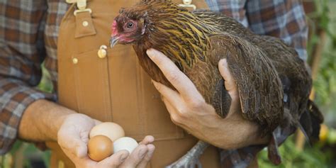 Do Chickens Carry Salmonella Cdc Warns Against Kissing Chickens