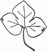 Liverwort Clipart Leaf Etc sketch template