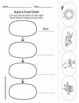 Food Chain Grade Kindergarten Science First Preschool Chains Printables Make Worksheets Activity Sheets Important Why sketch template