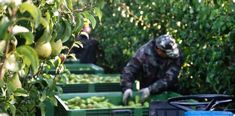 groenteboer oldebroek thuisfruit