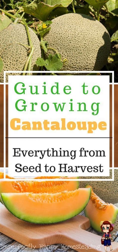 tips  advice    grow cantaloupes growing cantaloupe