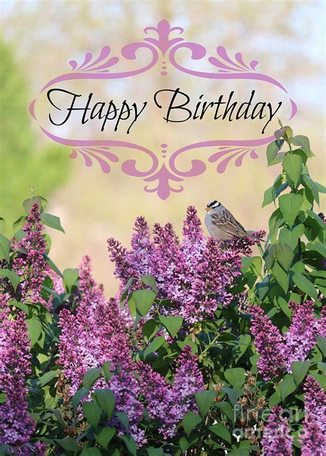 sparrow  lilacs birthday card photograph  carol groenen