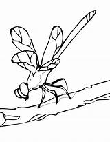 Dragonfly Libelula Libelulas Infantiles Colorare Mantis Nerea Anterior sketch template