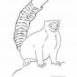 Lemur Tailed Berenty sketch template