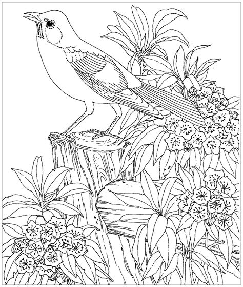 birds  children birds kids coloring pages