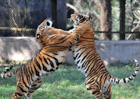 fighting tigers stock image image  bengal hunting