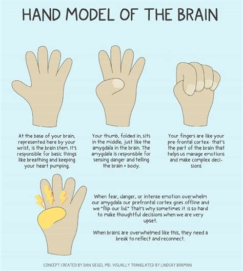 the hand model of the brain how can it help us in the classroom