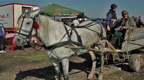 paard en wagen farmwagons romania  roemenie hd wmv youtube