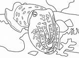 Kea Papan Cuttlefish sketch template