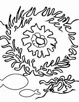 Reef Corail Coloriages Coloriage Dessin Abitanti sketch template