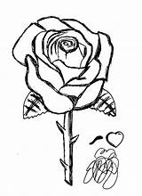 Roses Stampare Tatuaggi Copiare Bestcoloringpagesforkids Tipi Disegnare Frasi Luther Print Farfalle Nomi Angeli Lettere Citazioni sketch template