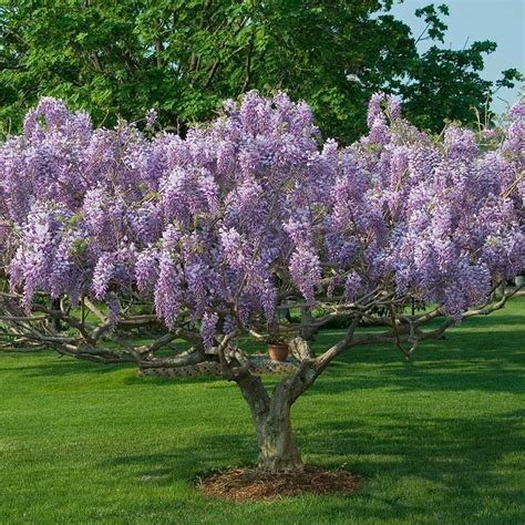 wisteria white flower farm