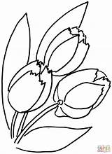 Tulips Sheets Supercoloring sketch template