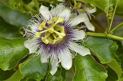 Possum Purple Passion Flower Passiflora Edulis Possum Purple