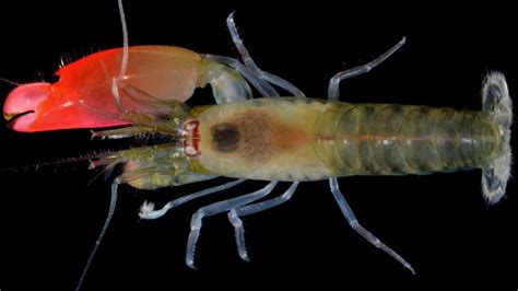 shrimp species named  pink floyd bbc news