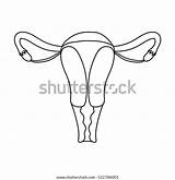 Uterus sketch template
