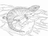 Lizard Tongued Skink Frilled Lizards Reptiles Juvenile sketch template