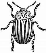 Drawing Insect Clipart Bug Line Bugs Potato Beetle Etc Drawings Getdrawings Illustration Choose Board Gif Engraving Medium 20clip 20art Use sketch template