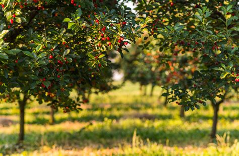 types  cherry trees food gardening network