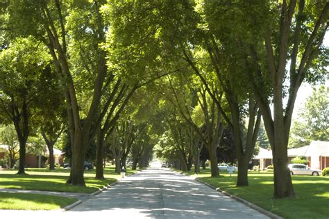 incredible benefits  urban street trees