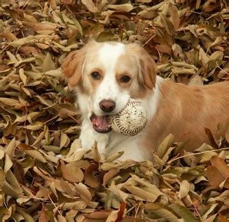 toureens tips  keeping  pets safe   fall season approaches