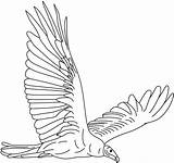 Vulture Coloring Pages Eagle Soaring Turkey Color Vultures Print Designlooter Printable Getcolorings 564px 82kb sketch template