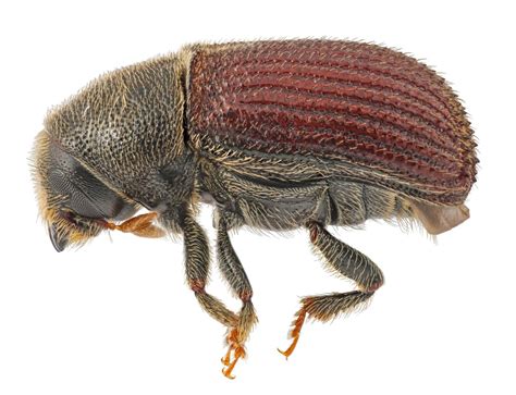 bark beetles harming giant sequoia save  redwoods league