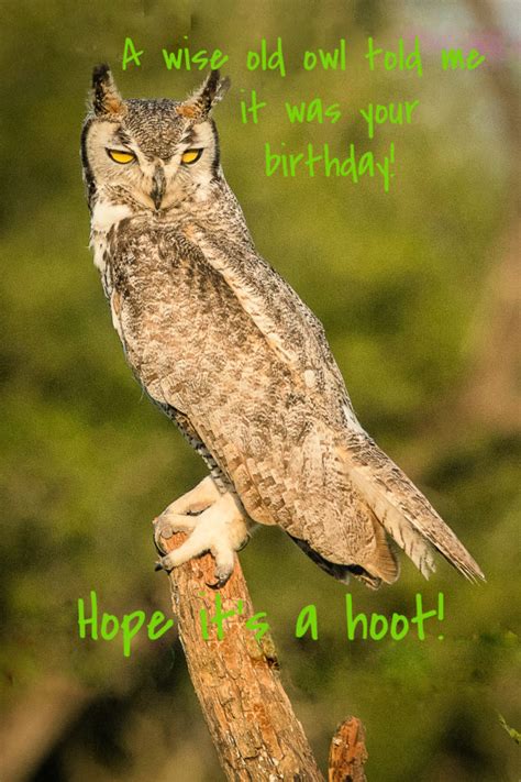 happy birthday owl jantrabuephotographycom