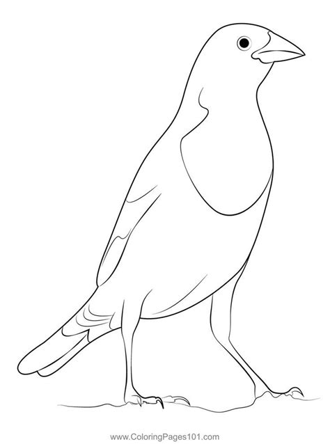 yellow headed blackbird coloring page printable coloring pages