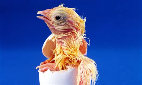 How Does A Chick Breathe In The Egg Science The Guardian