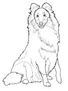 sheltie shetland sheepdog coloring page coloring book pages