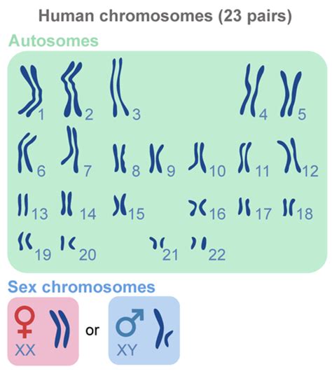 human chromosomes and genes ck 12 foundation