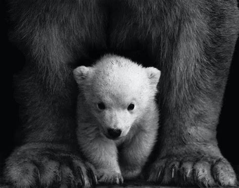 animal isnt   polar bear   bear  white hair