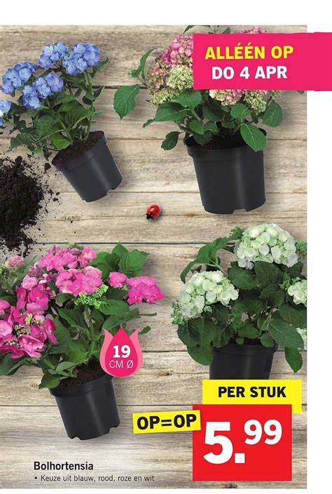 bolhortensia aanbieding bij lidl