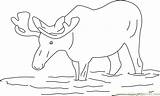 Moose Coloringpages101 Mouse sketch template