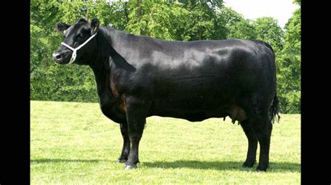 photo black  animal buffalo cattle   jooinn