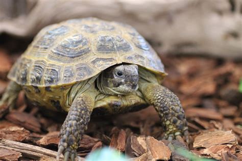 telling  difference  turtles  tortoises allans pet center