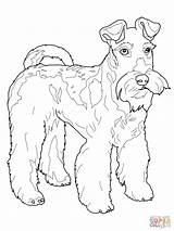 Coloring Psi Cachorro Bojanke Cachorros Perros Dibujos Perro Tudodesenhos Nazad Dibujosparacolorear Artigo Raza Sketch Supercoloring Terriers sketch template