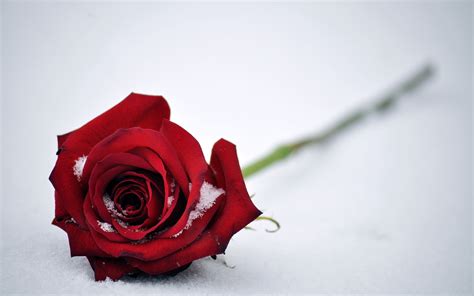 wallpaper red rose snow hd  flowers