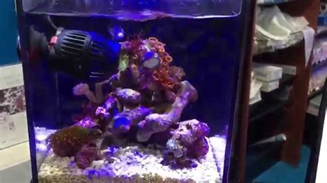 smallest  gallon mini nano reef saltwater aquarium tank youtube
