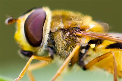 pictures taken with canon 100mm f 28 macro lens picturemeta