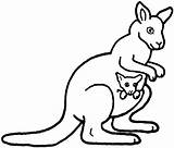 Kangaroo Coloring Pages Sheet Template Puzzle Baby sketch template