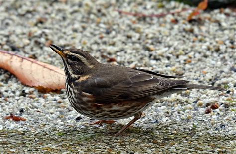 jozef van der heijden natuurfotografie van koperwiek tot eekhoorn bij de fotohut